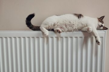 avansat calefacción radiador gato